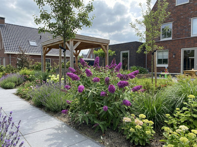 Vlinderstruik (Buddleja davidii Butterfly Candy® Little Magenta)