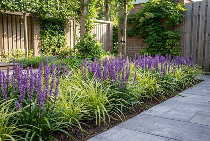 Borderpakket siergrassen laag (1m2) - Tuinplanten