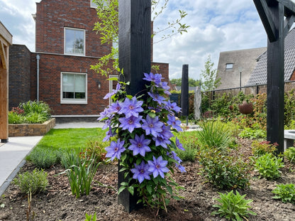 Klimplant Clematis Königskind PBR (Bosrank) - Klimplanten