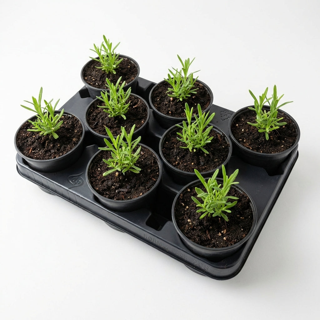 Kweektray met 8 potjes - 10,5 cm - Kweekbenodigdheden