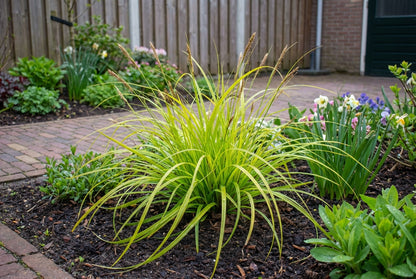 Zegge (Carex 'Everillo') - Zegge