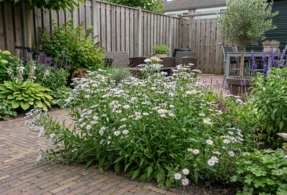 Zomeraster (Kalimeris incisa 'Nana Blue') - Tuinplanten