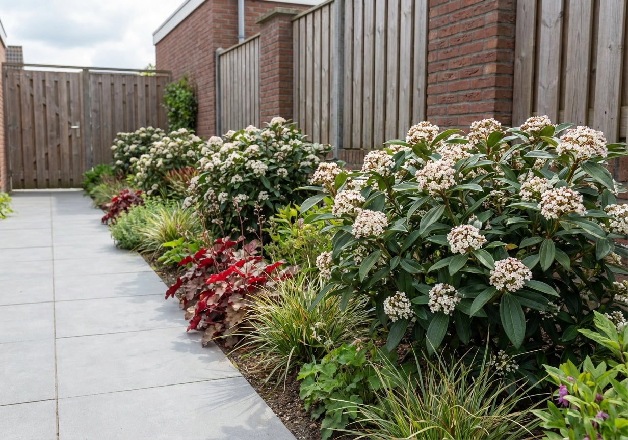 Groenblijvende sneeuwbal (Viburnum davidii) - Viburnum