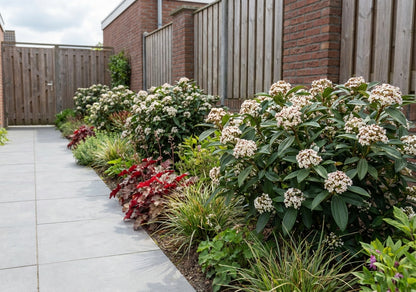 Groenblijvende sneeuwbal (Viburnum davidii) - Viburnum