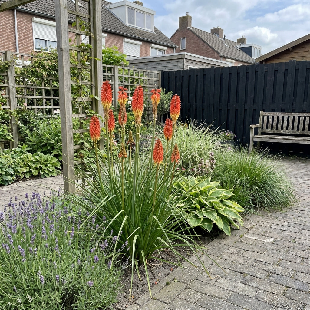 Vuurpijl (Kniphofia 'Royal Standard') - Tuinplanten