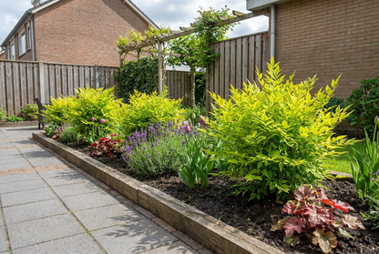 Hemelse bamboe (Nandina domestica Lemon & Lime ) - Groenblijvende struiken