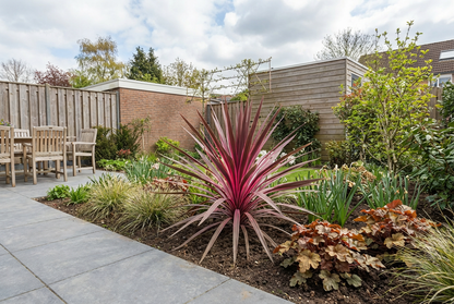 Cordyline (Cordyline australis 'Paso Doble' ) - Exotische planten