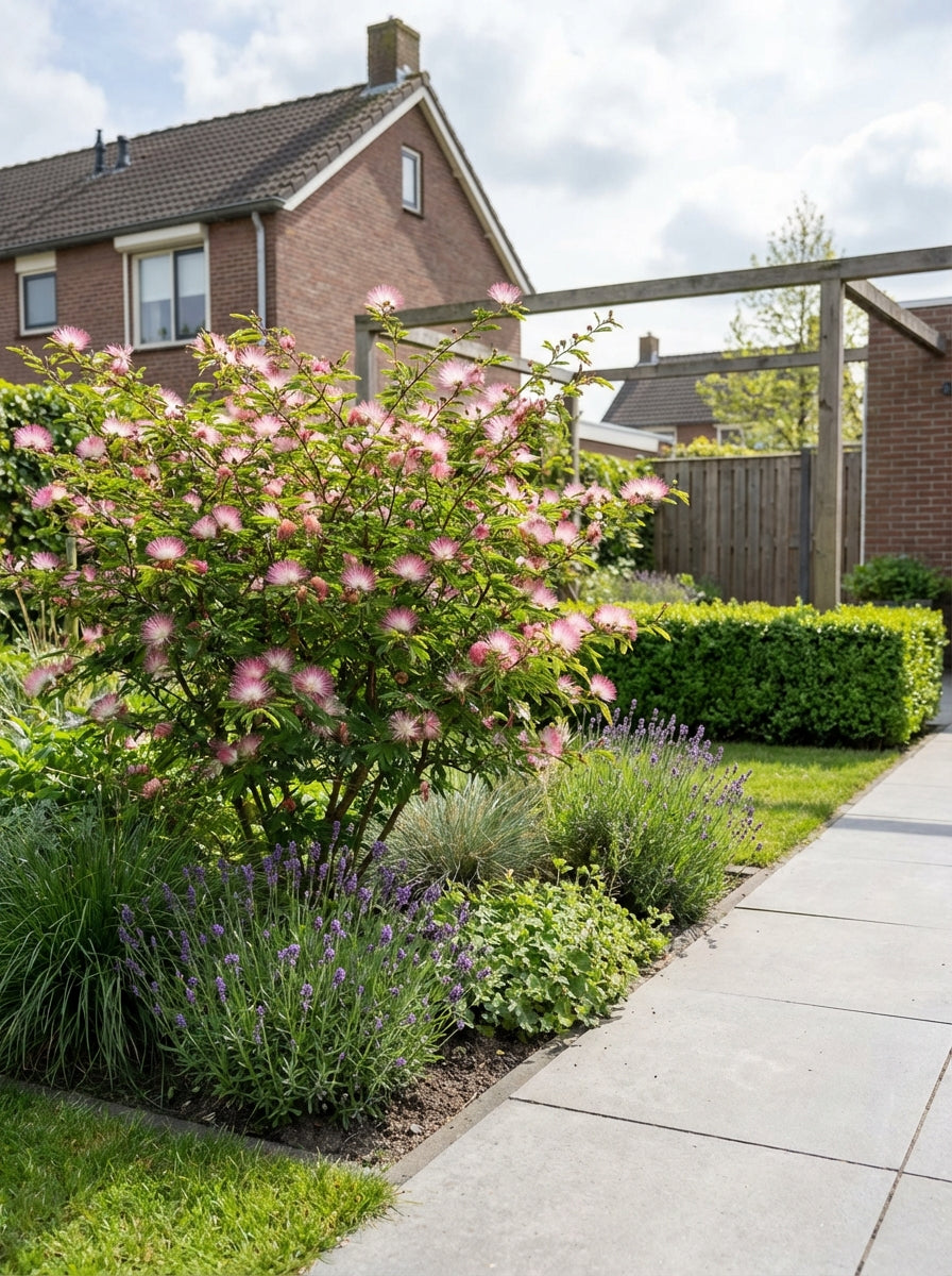 Surinaamse poederkwast (Calliandra surinamensis 'Dixie Pink') - Heesters