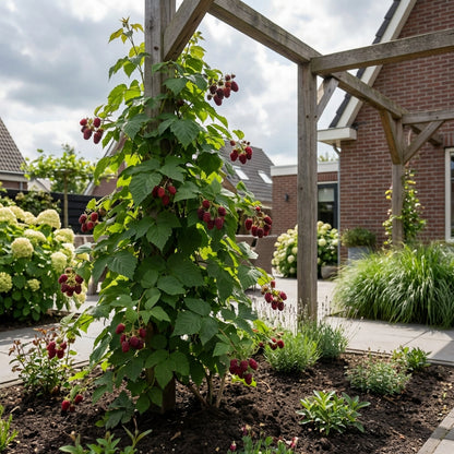 Klimplant Rubus Tayberry (framboos) - Klimplanten