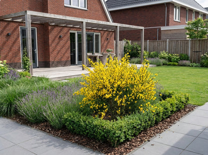 Brem (Cytisus scoparius 'Vanesse') - Heesters