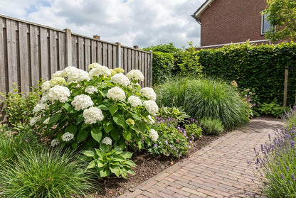 Hortensia (Hydrangea macrophylla 'Soeur Therese’ ) - Hortensia