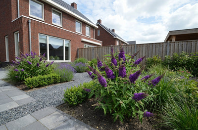 Vlinderstruik (Buddleja davidii Butterfly Candy® Little Purple)