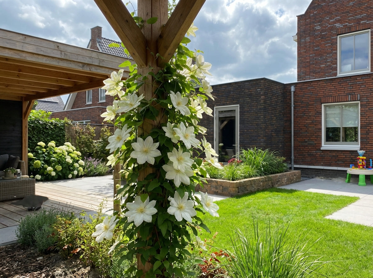 Klimplant Clematis Guernsey Cream (Bosrank) - Klimplanten