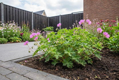 Ooievaarsbek (Geranium 'Pink Penny')