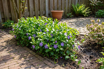 Maagdenpalm (Vinca major) - Tuinplanten