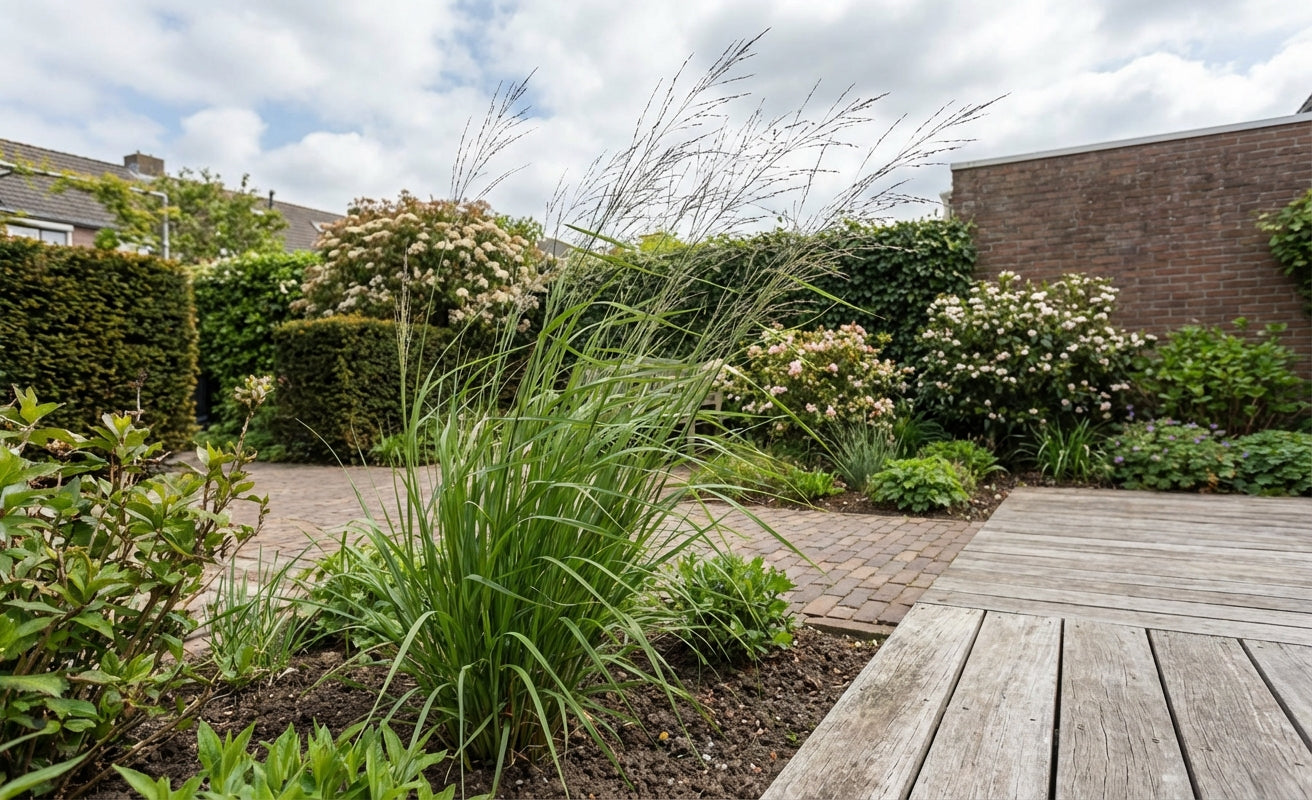 Pijpestrootje (Molinia 'Transparant') - Pijpestrootje