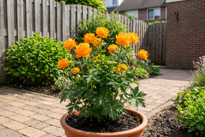 Kogelbloem (Trollius chinensis 'Golden Queen') - Tuinplanten