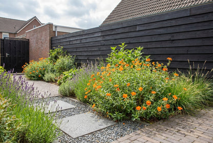 Zonneroosje (Helianthemum ‘Bronzeteppich') - Tuinplanten