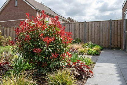 Rotsheide (Pieris jap. ‘Katsura’ PBR) - Heesters