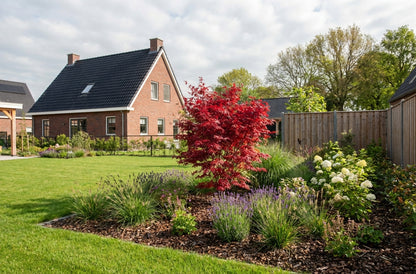 Japanse Esdoorn (Acer palmatum 'Shaina') - Japanse Esdoorn