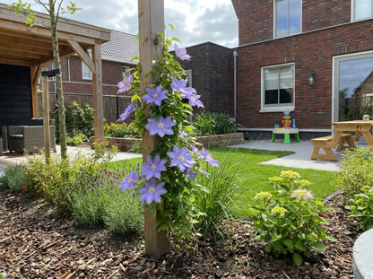 Klimplant Clematis Mrs. Cholmondeley (Bosrank) - Klimplanten