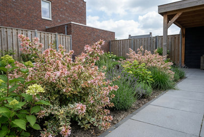 Abelia (Abelia grandiflora Mystic Daydream) - Heesters
