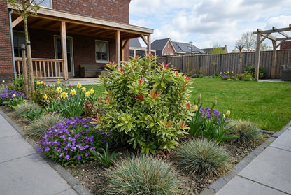 Rotsheide (Pieris jap. Little Goldy) - Heesters