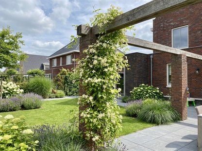 Klimplant Clematis vitalba (Bosrank) - Klimplanten