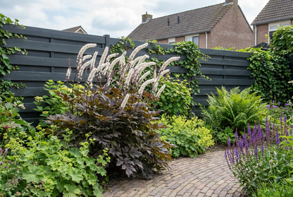 Zilverkaars (Actaea cimicifuga ramosa 'Chocoholic') - Tuinplanten