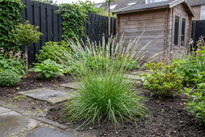 Blauwgras (Sesleria autumnalis) - Tuinplanten