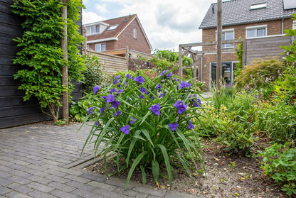 Eendagsbloem (Tradescantia (A) 'Zwanenburg Blue') - Tuinplanten