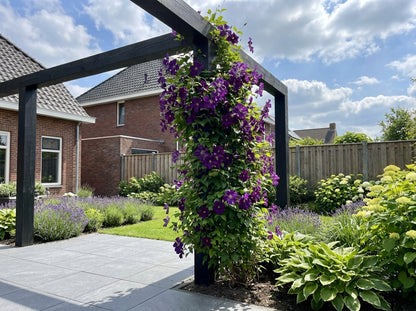 Klimplant Clematis vit. Polish Spirit (Bosrank) - Klimplanten
