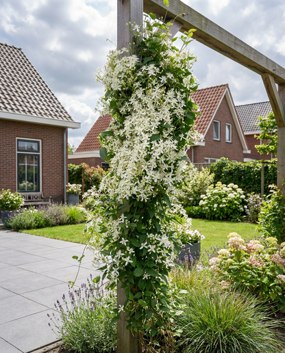 Klimplanten Clematis terniflora (Bosrank) - Klimplanten