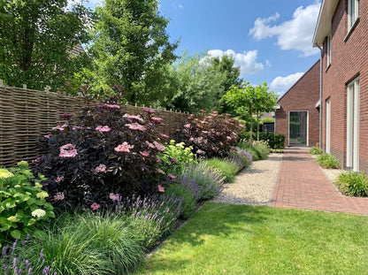 Zwarte vlier (Sambucus nigra Black Tower) - Heesters