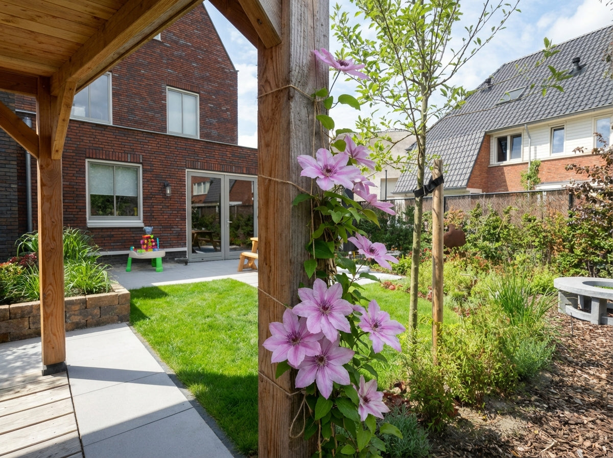 Klimplant Clematis Pink Fantasy (Bosrank) - Klimplanten