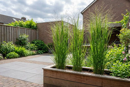 Vingergras (Panicum 'Northwind') - Vingergras