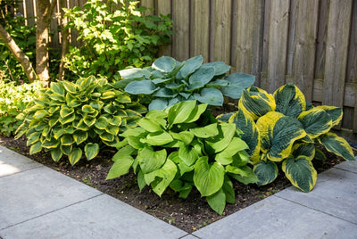 Borderpakket Hosta's (1m2)