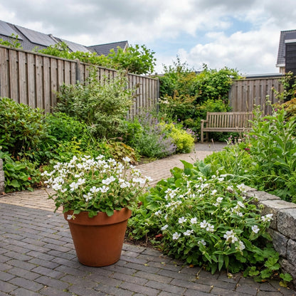 Eendagsbloem (Tradescantia (A) 'Innocence') - Tuinplanten