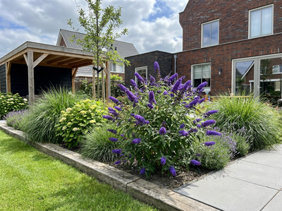 Vlinderstruik (Buddleja davidii Free Petite© Blue Heaven)