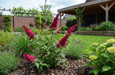 Vlinderstruik (Buddleja davidii Butterfly Candy® Little Ruby)
