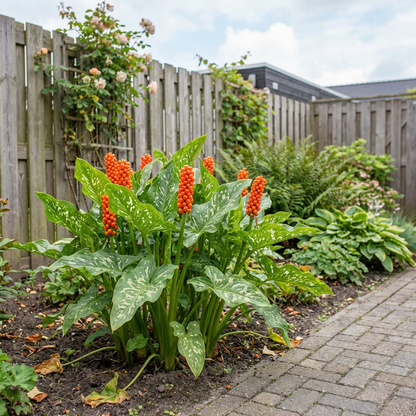 Aronskelk (Arum italicum) - Tuinplanten