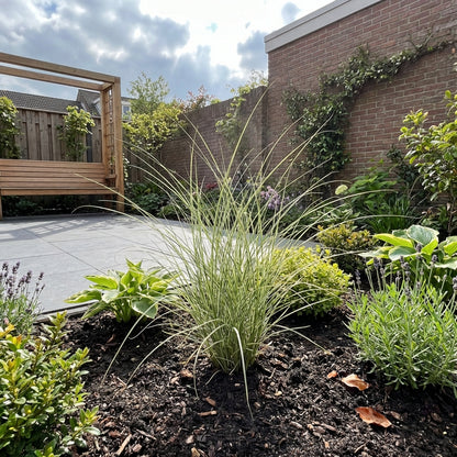 Prachtriet (Miscanthus 'Morning Light') - Prachtriet