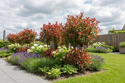 Glansmispel (Photinia fraseri Louise ) - Heesters
