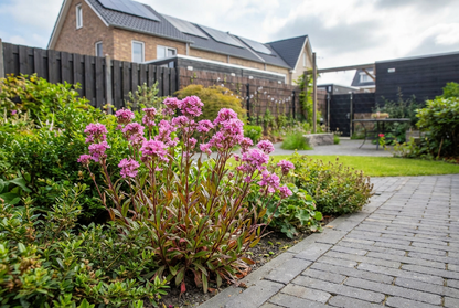 Alpenpekanjer (Lychnis alpina) - Tuinplanten