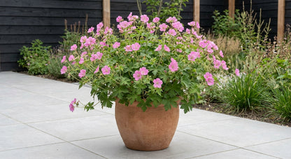 Ooievaarsbek (Geranium macr. 'Ingwersen's Var.')