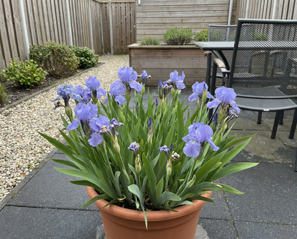 Dwergiris (Iris (P) 'Azurea') - Tuinplanten