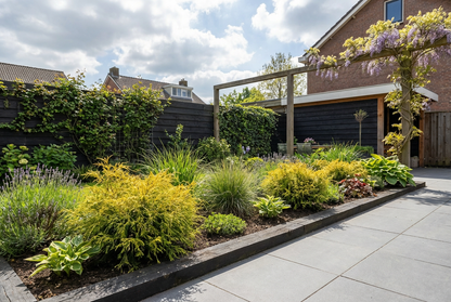 Cypres (Chamaecyparis p. ‘Filifera Nana’) - Coniferen