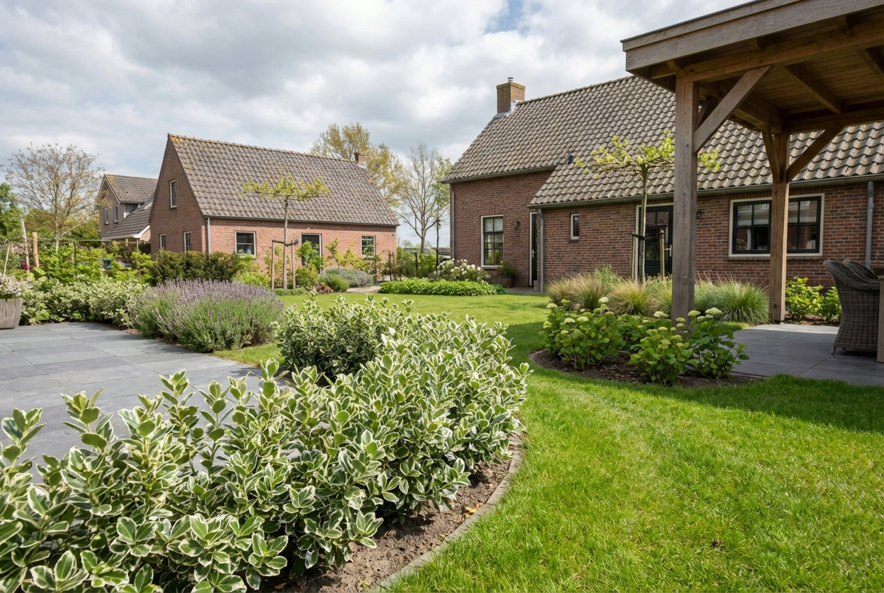 Kardinaalsmuts (Euonymus japonicus 'Kathy') - Heesters