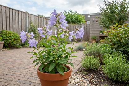 Celtis bladig klokje (Campanula lactiflora 'Prichard Var')