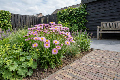 Fijnstraal (Erigeron 'Rosa Juwel') - Tuinplanten